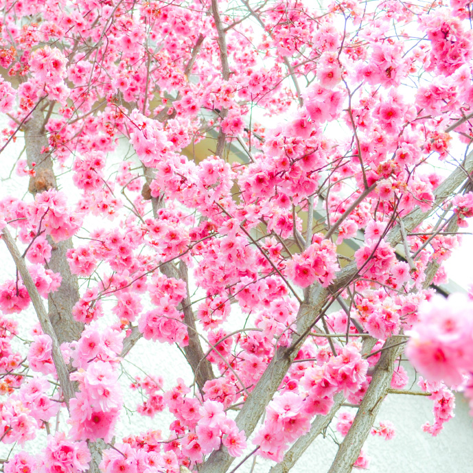 plum-trees-in-full-bloom